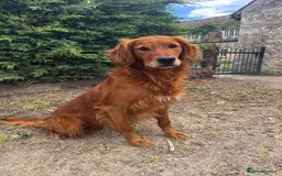 Golden Retriever dogs for stud: Dark Golden USA x FTCH Golden Stud  - Image 2