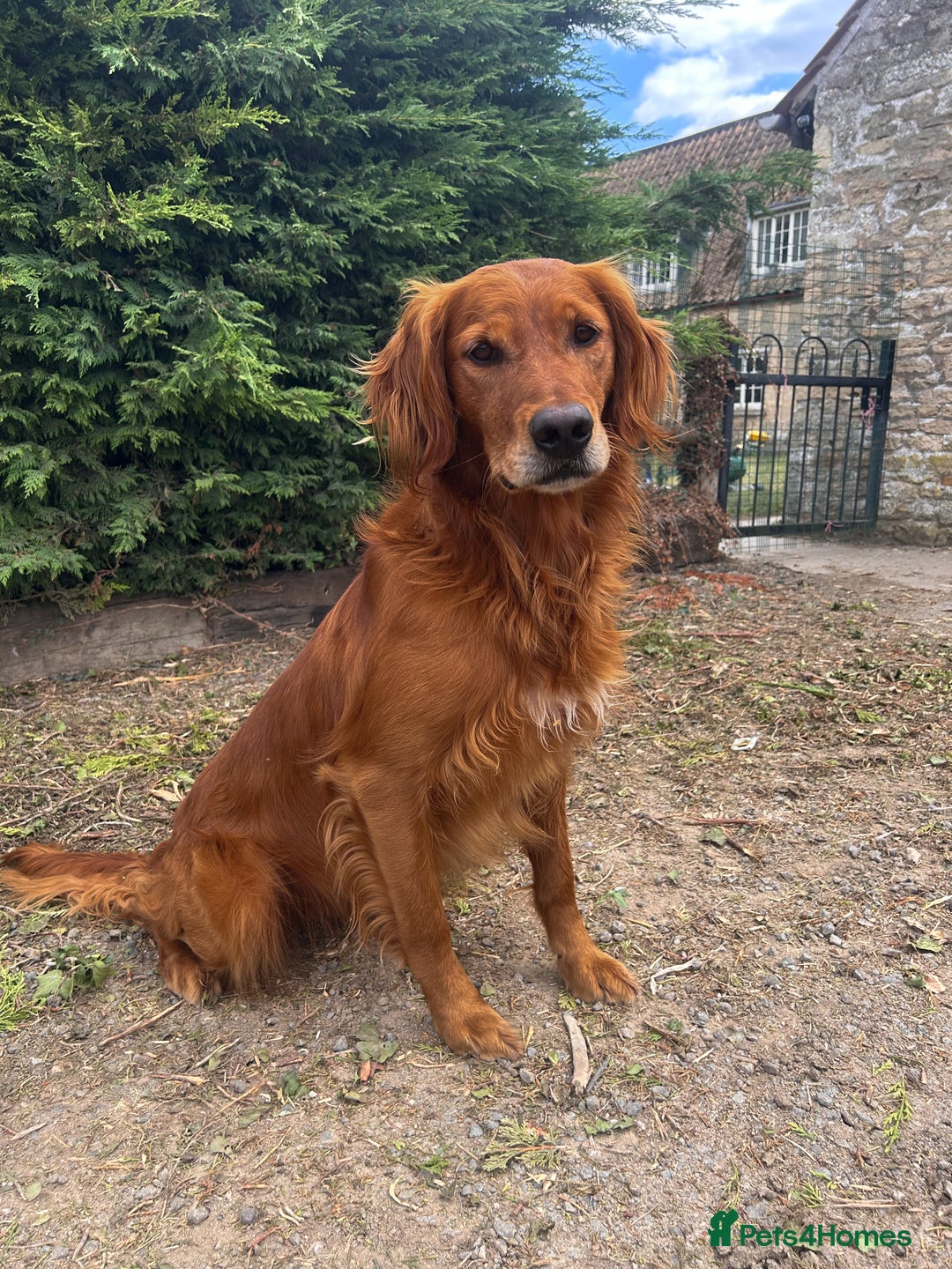 Golden Retriever dogs for stud: Dark Golden USA x FTCH Golden Stud  - Image 2