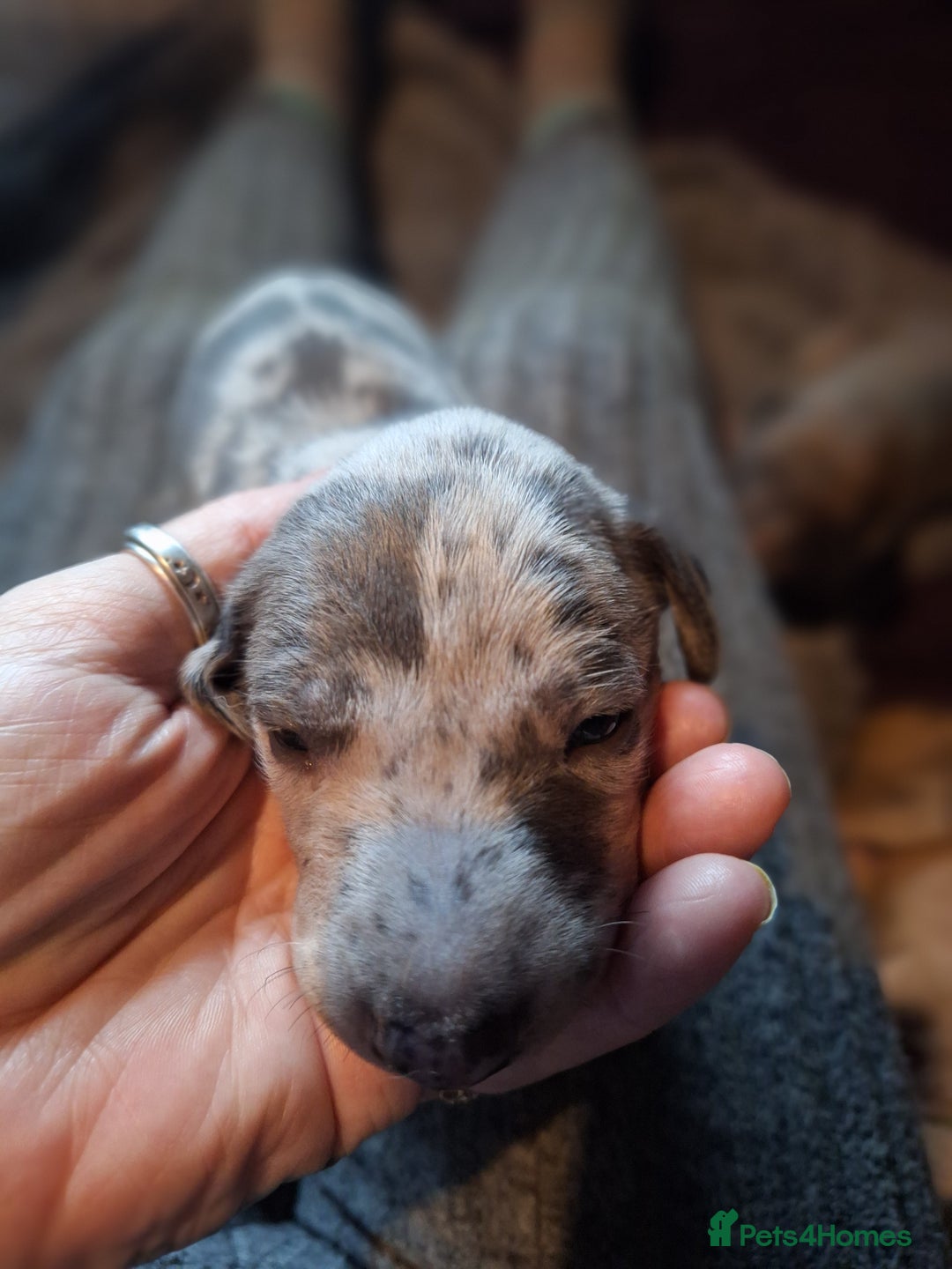 Lurcher dogs for sale: Really Now saluki Lurcher  - Advert 25