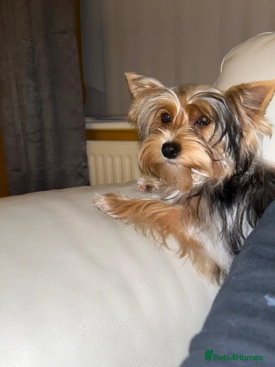 Yorkshire Terrier dogs for sale: READY NOW..PEDIGREE YORKSHIRE TERRIER FOR SALE - Advert 13