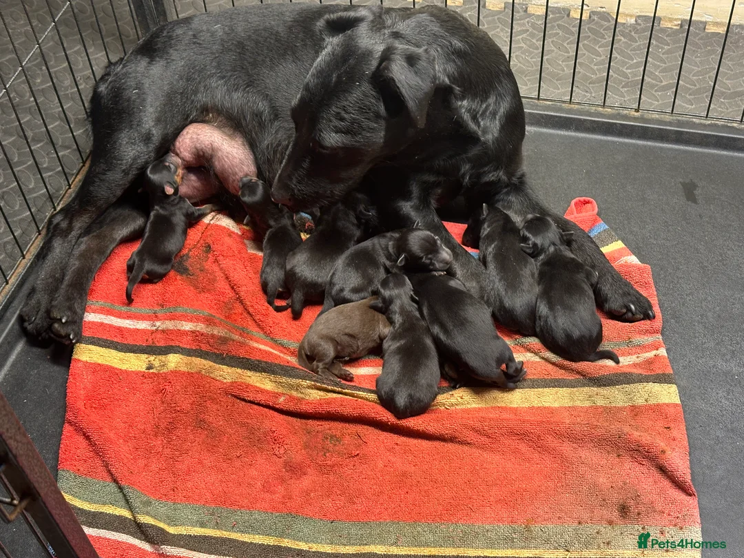 Patterjack dogs for sale: Gorgeous Patterjack Puppies for sale - Advert 2