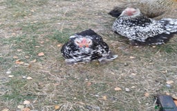 Chickens poultry for sale: Pekin bantam cockerel  - Image 5