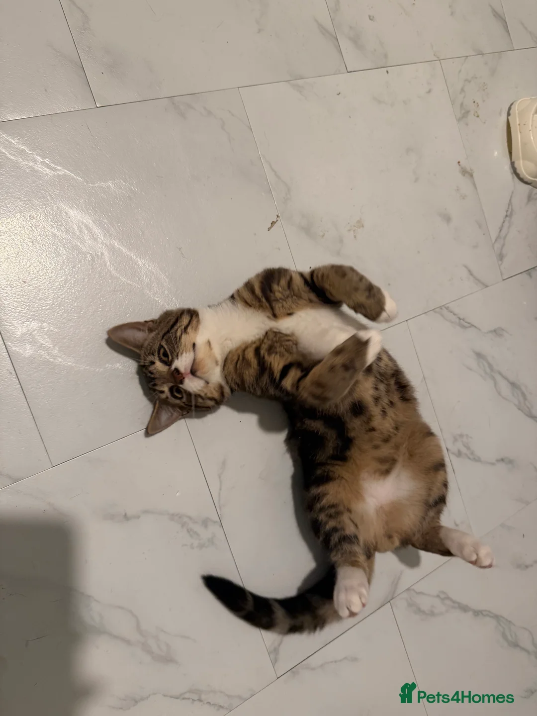 British Shorthair cats for sale: 2 cute and friendly kittens left (Grey kitten gone - Advert 2