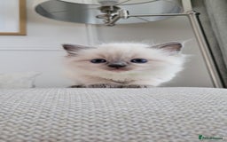 Ragdoll cats for sale: Adorable Ragdoll Kittens  - Image 14