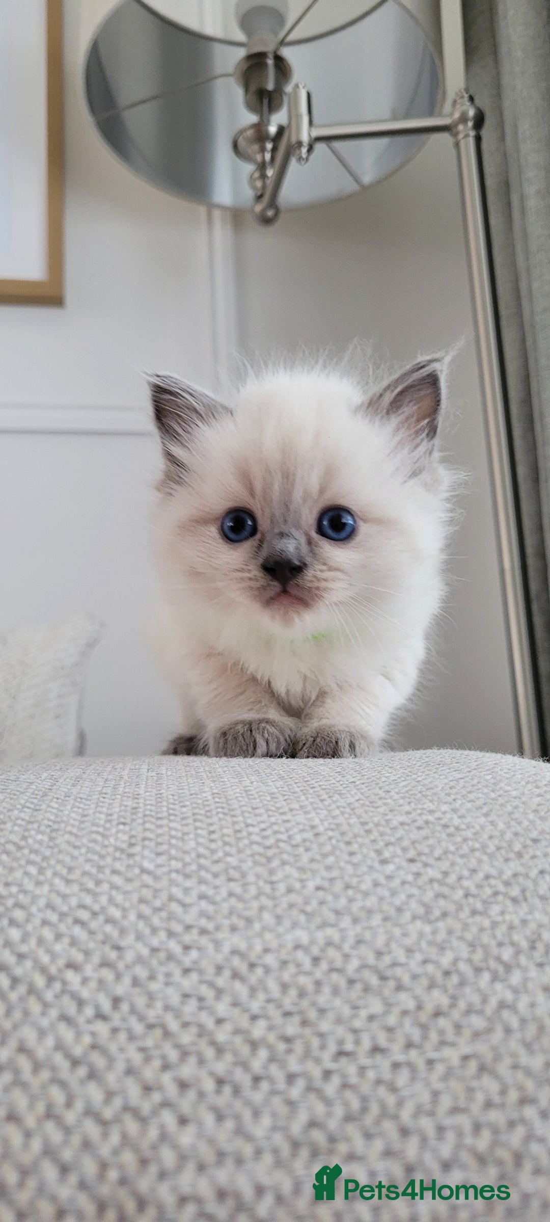 Ragdoll cats for sale: Adorable Ragdoll Kittens  - Image 14