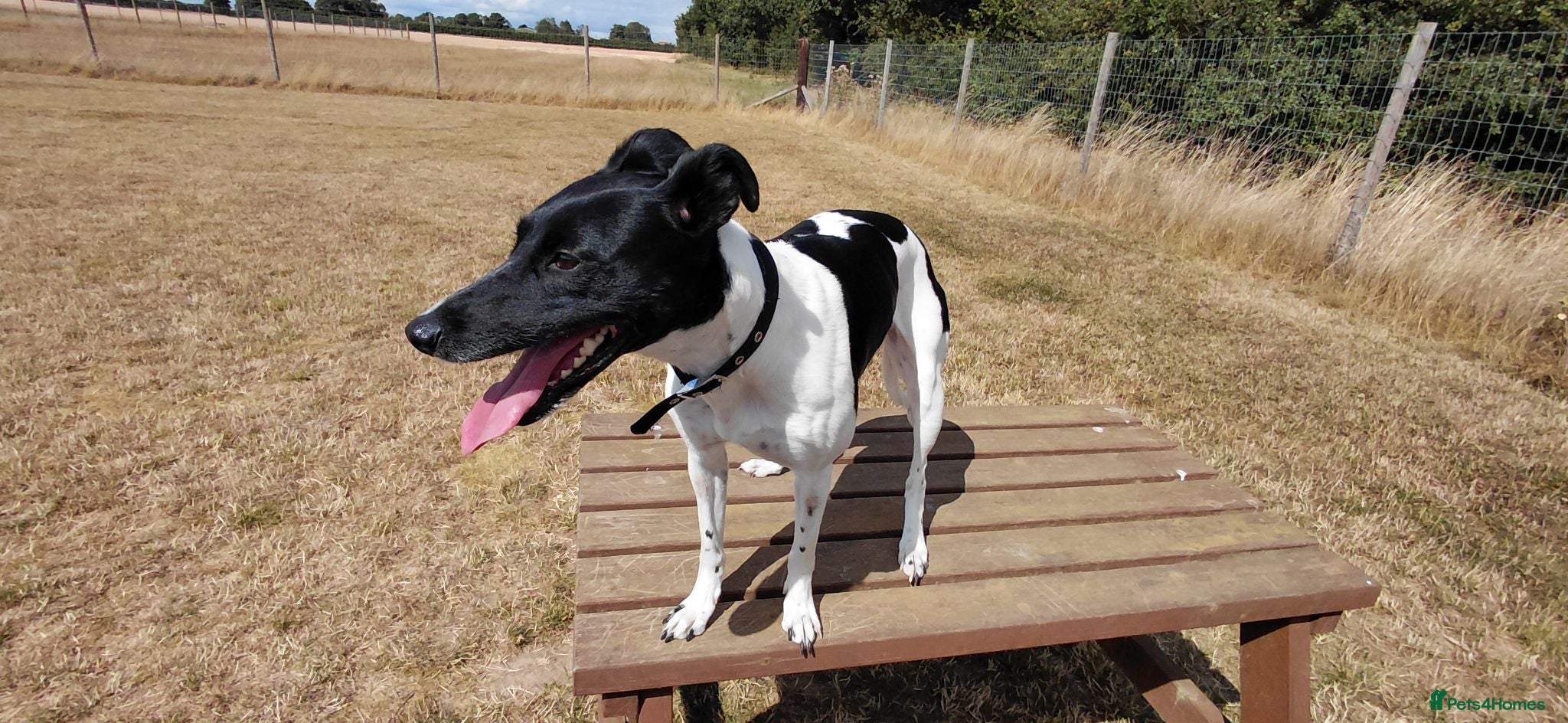 Lurcher dogs Lurcher bitch needs new home urgently - Advert 4