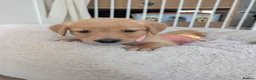 Golden Retriever dogs for sale: Beautiful KC registered Golden Retriever puppies  - Advert 24