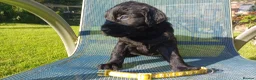Flat coated Retriever dogs for sale: Ready now Flat coat retriever 2 left 1 boy 1 girl - Advert 12