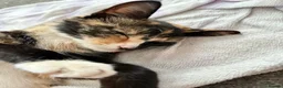 Mixed Breed cats for sale: 2 year old female  - Advert 8