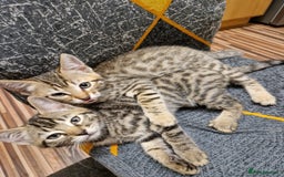 Bengal cats for sale: Bengal girls - Image 4