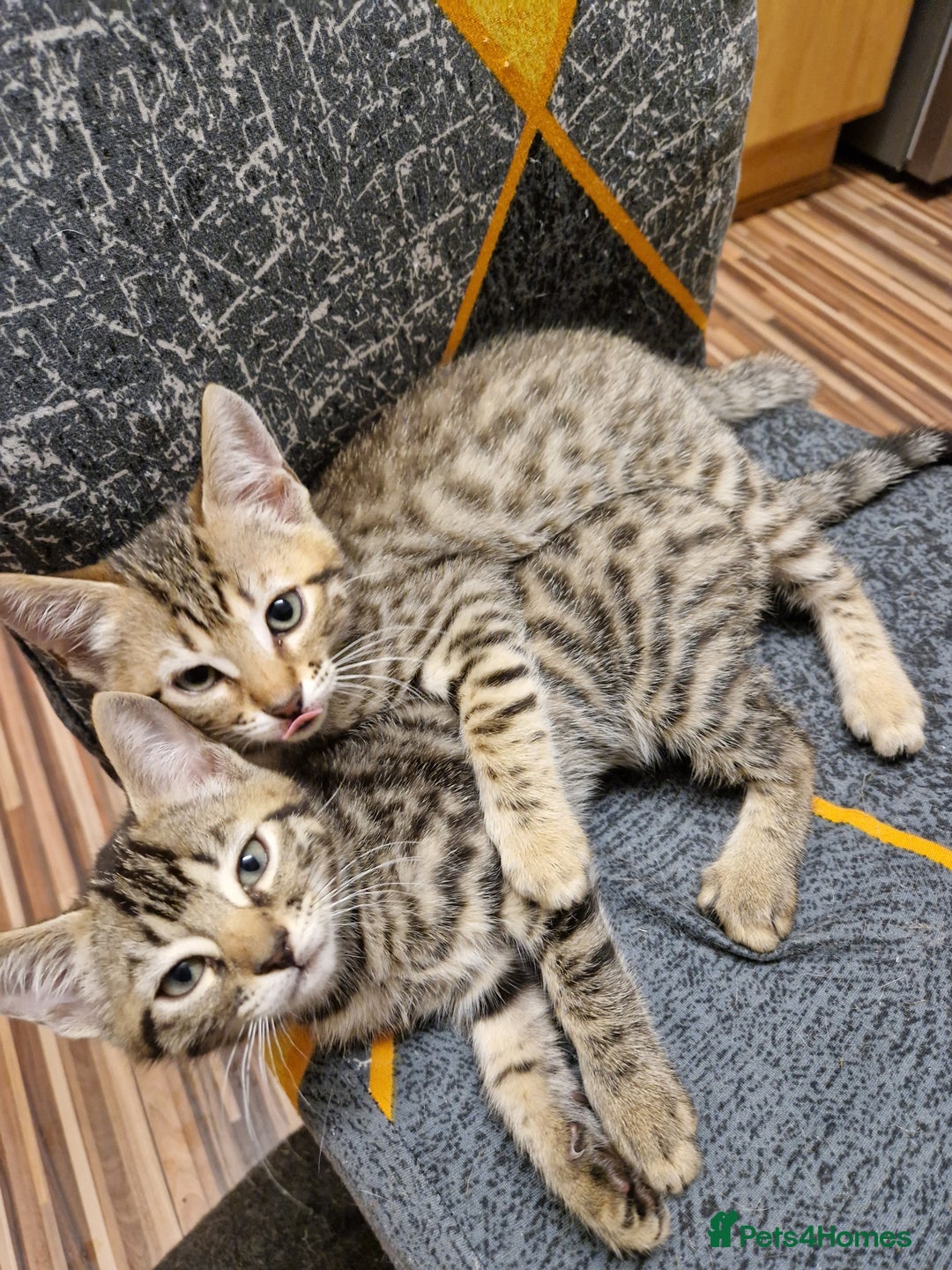 Bengal cats for sale: Bengal girls - Image 4