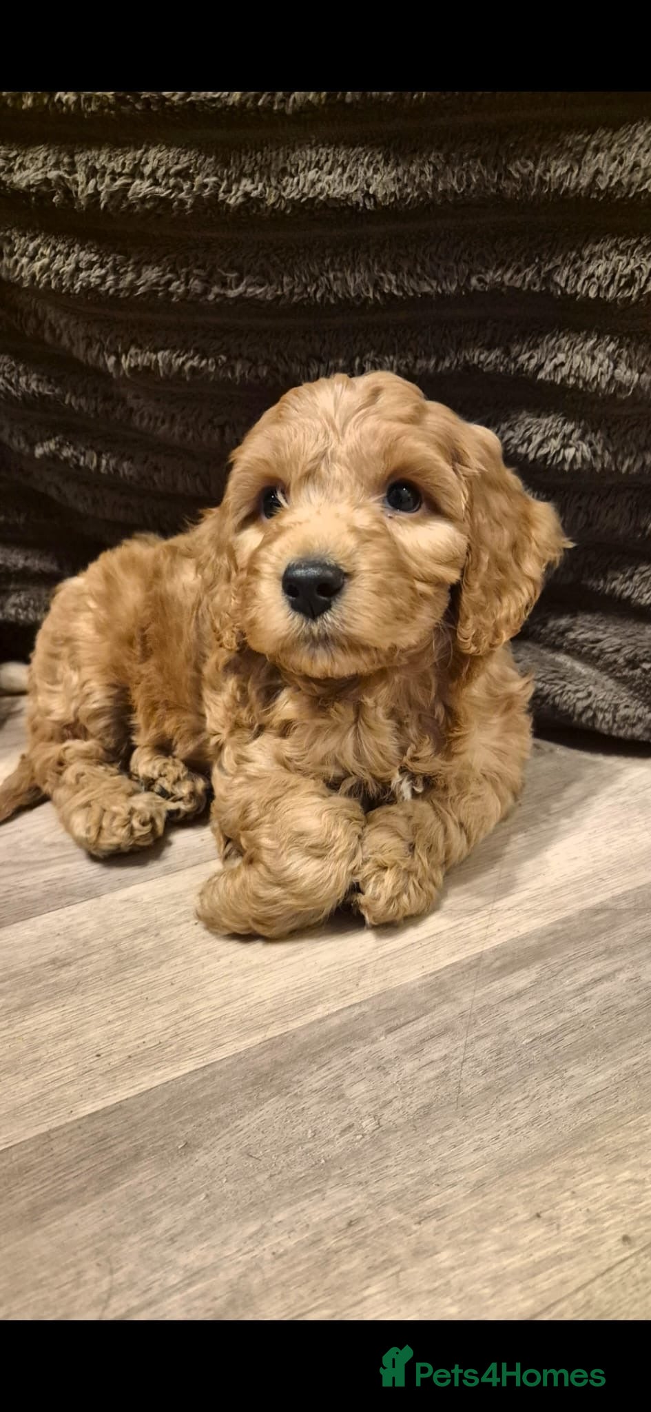 Cockapoo dogs F1 Stunning coloured cockerpoos ready next week - Advert 9