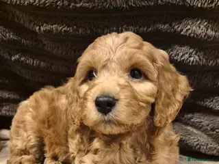 Cockapoo dogs F1 Stunning coloured cockerpoos ready next week - Advert 9