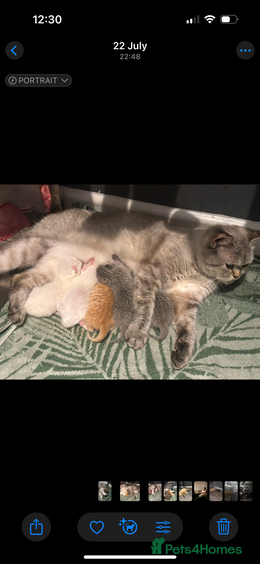 British Shorthair cats for sale: British short hair kittens  - Image 22