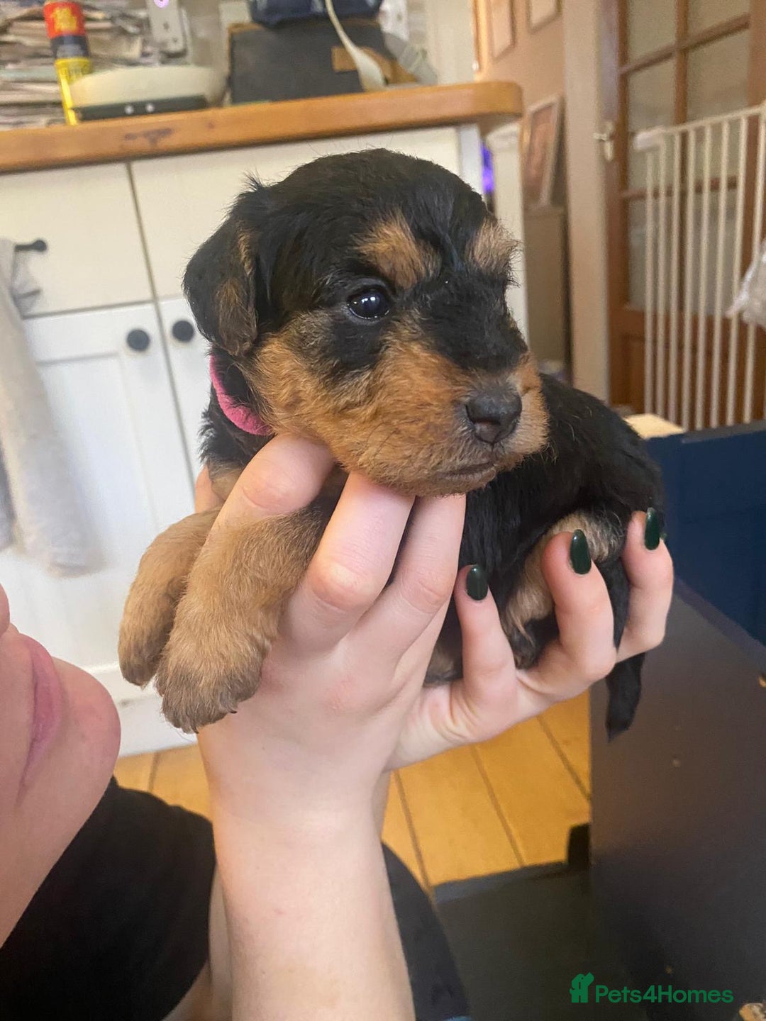Lakeland Terrier dogs for sale: Lakeland Terrier pups - working style black & tan! - Image 21