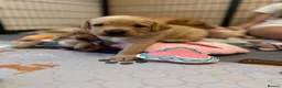 Labrador Retriever dogs for sale: Beautiful fox red labrador puppies - Advert 14