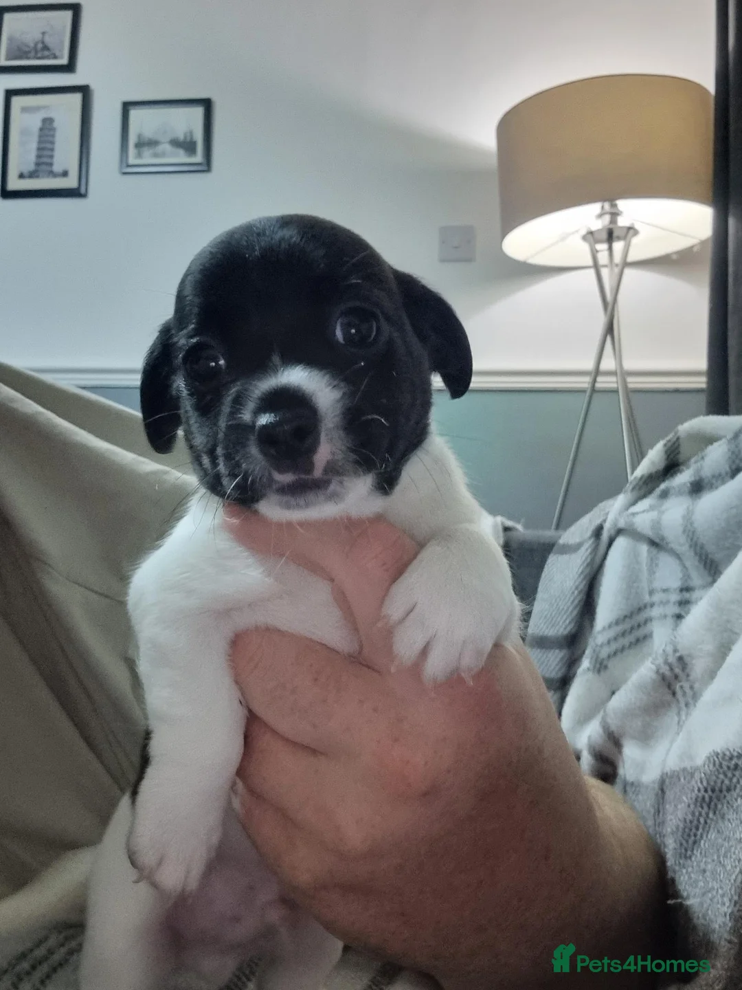 Mixed Breed dogs for sale: Jack Russell X Shih Tzu Puppies - Advert 20