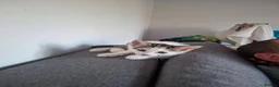 British Shorthair cats for sale: 2 female kittens  - Advert 12