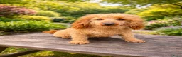 Cockapoo dogs for sale: 🐶✨Exceptional F1 Miniature Cockapoo ✨🐶 - Advert 7