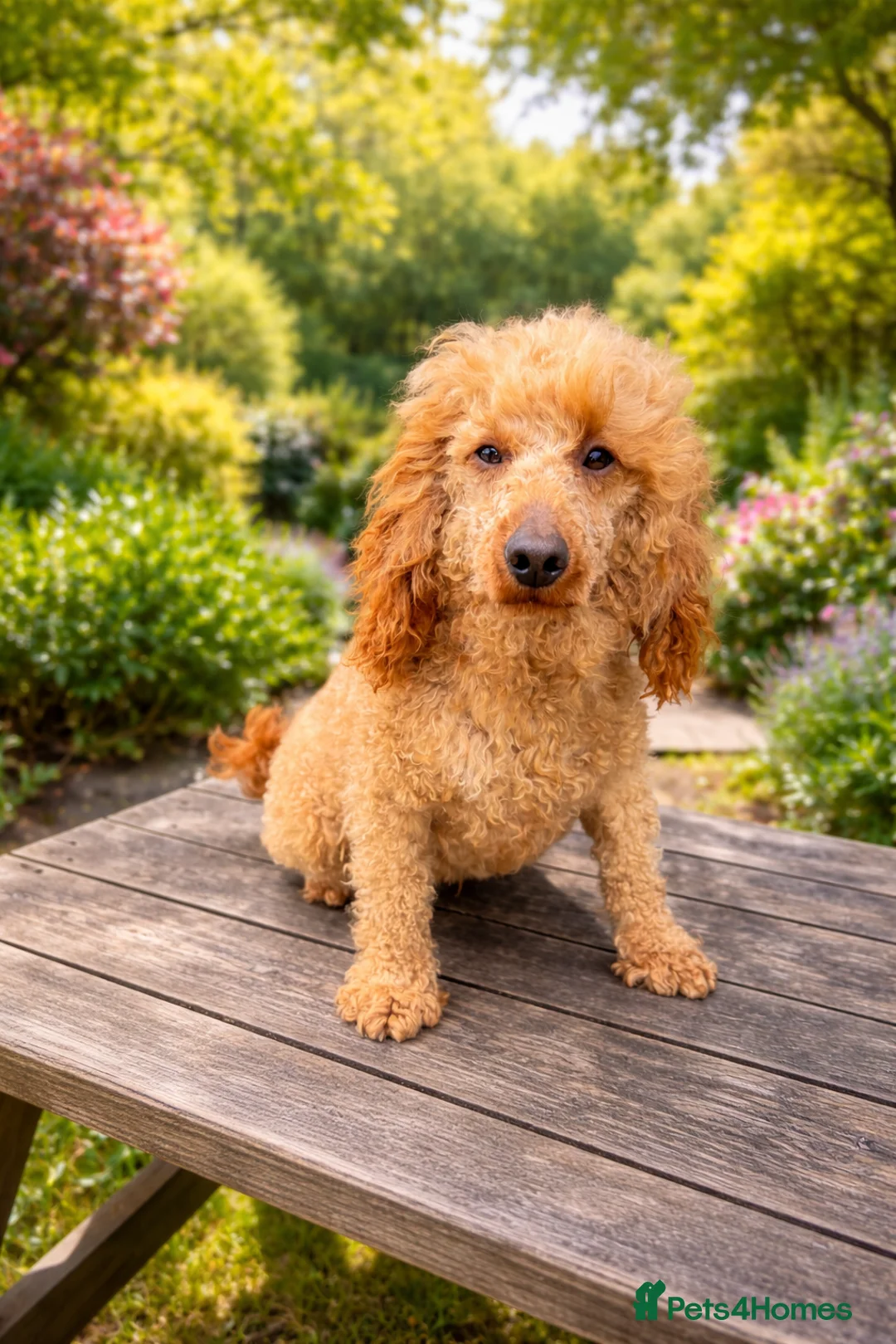 Cockapoo dogs for sale: 🐶✨Exceptional F1 Miniature Cockapoo ✨🐶 - Advert 7