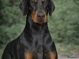 Dobermann dogs OUTSTANDING BLACK & RUST DOBERMANN STUD DOG - Advert 2
