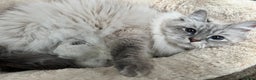Siberian cats for sale: 🩷🩷GCCF Siberian Neva Masquerade Kittens🩷🩷 - Advert 3