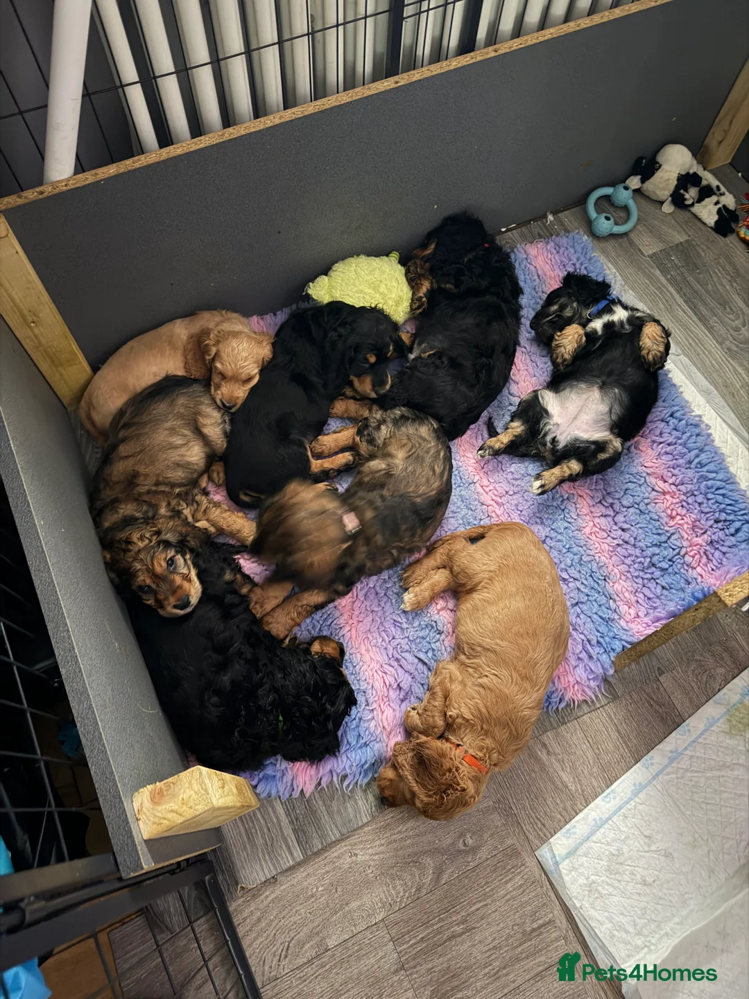 Cocker Spaniel dogs for sale: Lovely litter of Working cocker spaniel pups  - Advert 2
