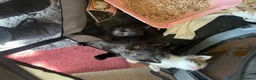 Mixed Breed cats for sale: 3 lovely female kittens  - Advert 2