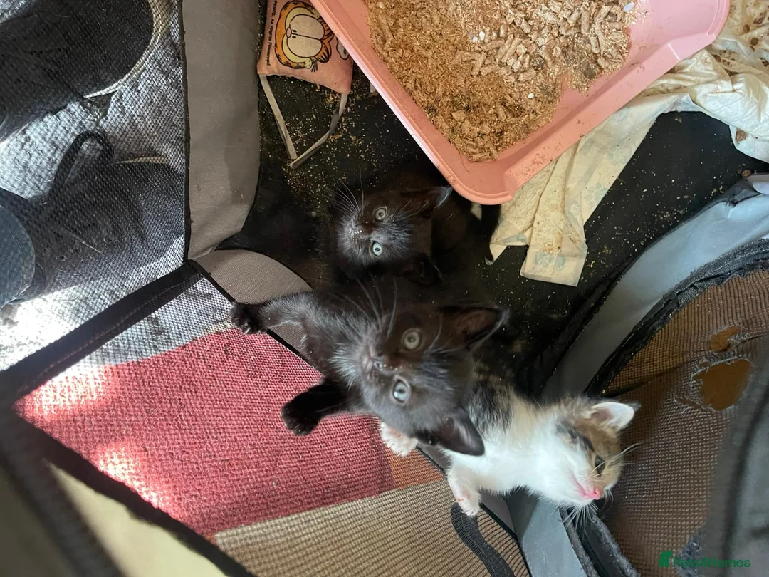 Mixed Breed cats for sale: 3 lovely female kittens  - Advert 2