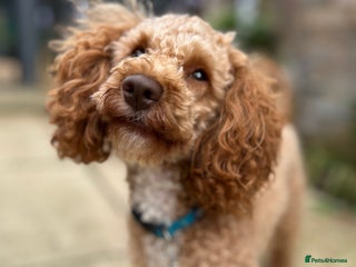 Toy Poodle dogs in Northampton - Advert 32