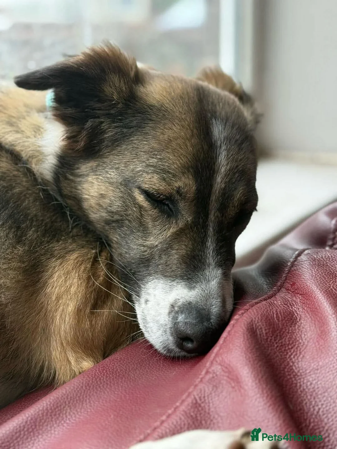 Mixed Breed dogs for adoption: Meet Bella, currently residing in Merseyside  - Advert 7