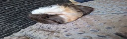 Guinea Pig rodents for sale: 2 lovely sows  - Advert 4