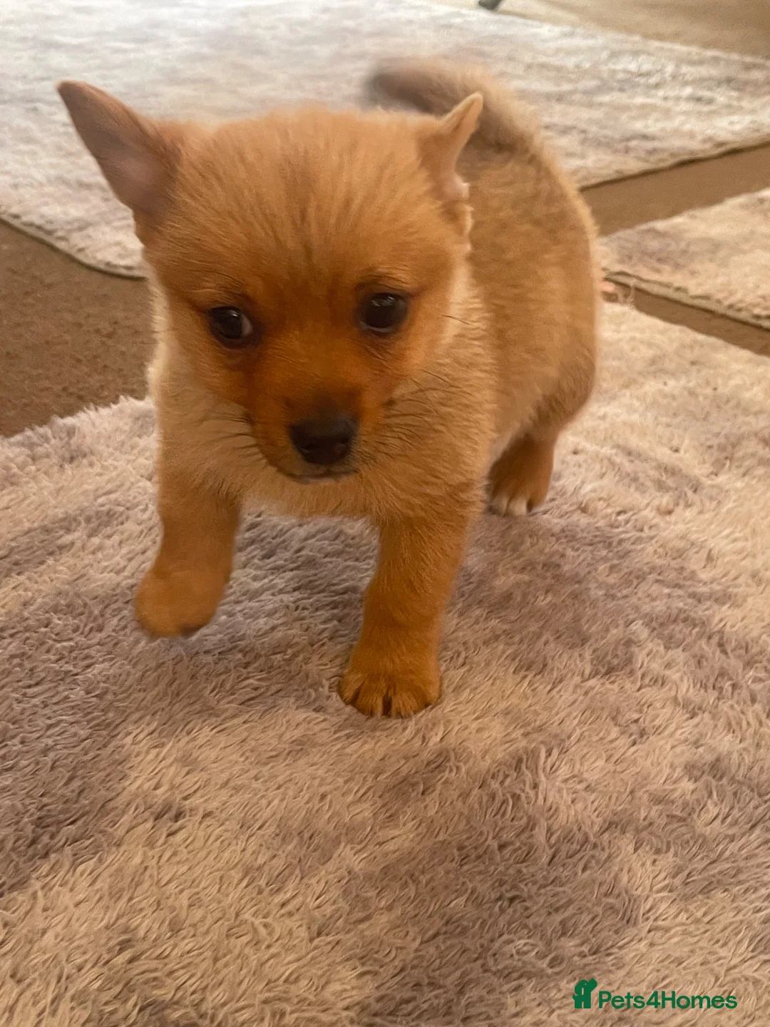 Jack Russell dogs for sale: Boy puppy  - Advert 5