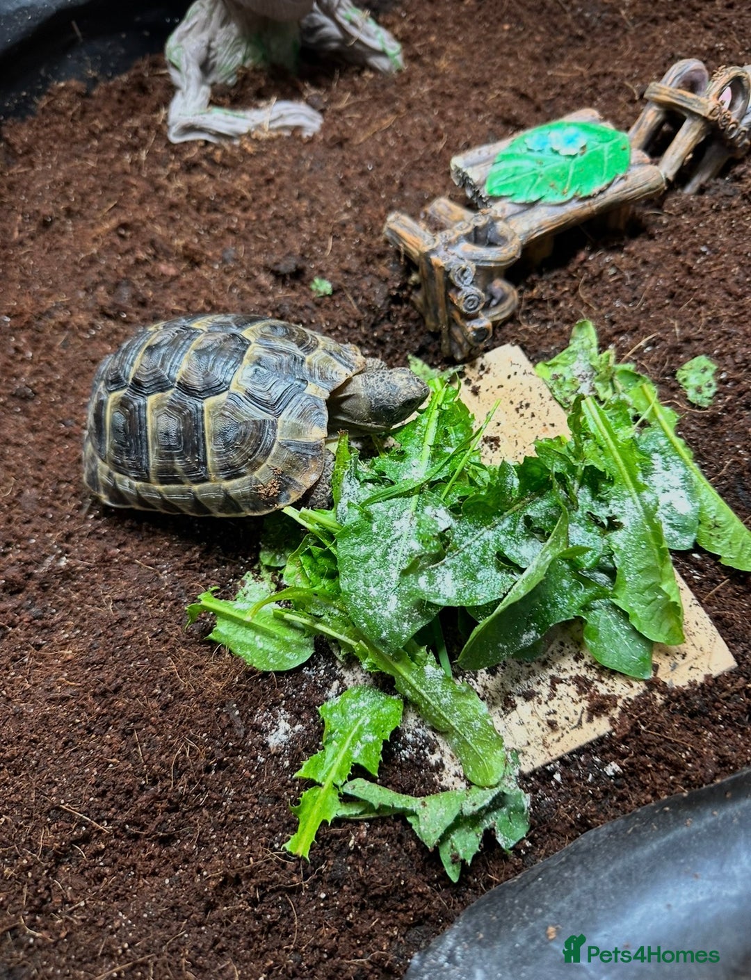 Tortoise reptiles for sale: Spur-thighed tortoise looking for loving home - Advert 1