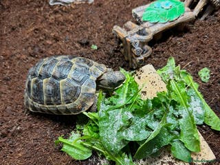 Tortoise reptiles Spur-thighed tortoise looking for loving home - Advert 4