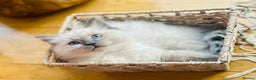 Ragdoll cats for stud: Ragdoll Blue lynx available for stud services  in Cardigan - Advert 35