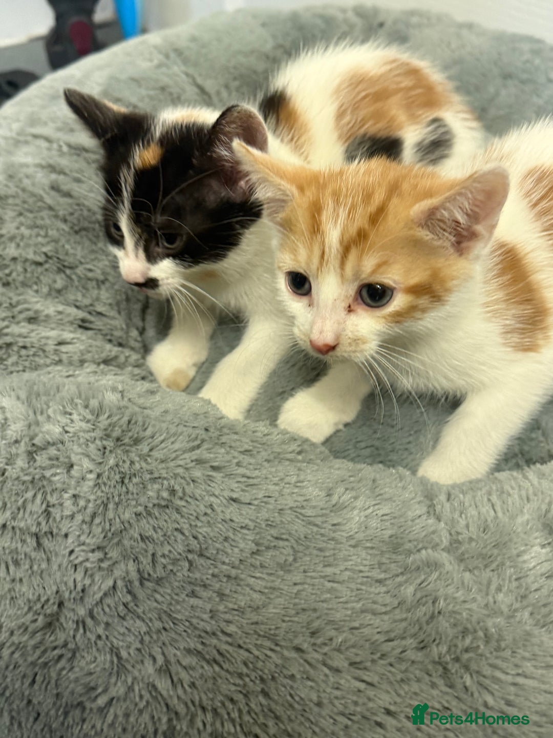 Mixed Breed cats for sale: Unfortunate Sale - Image 2