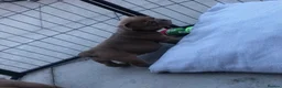 English Bulldog dogs for sale: Beautiful litter of English/British Bulldogs - Advert 14