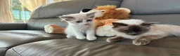 Ragdoll cats for sale: GCCF Ragdoll Kittens in Chichester - Advert 26