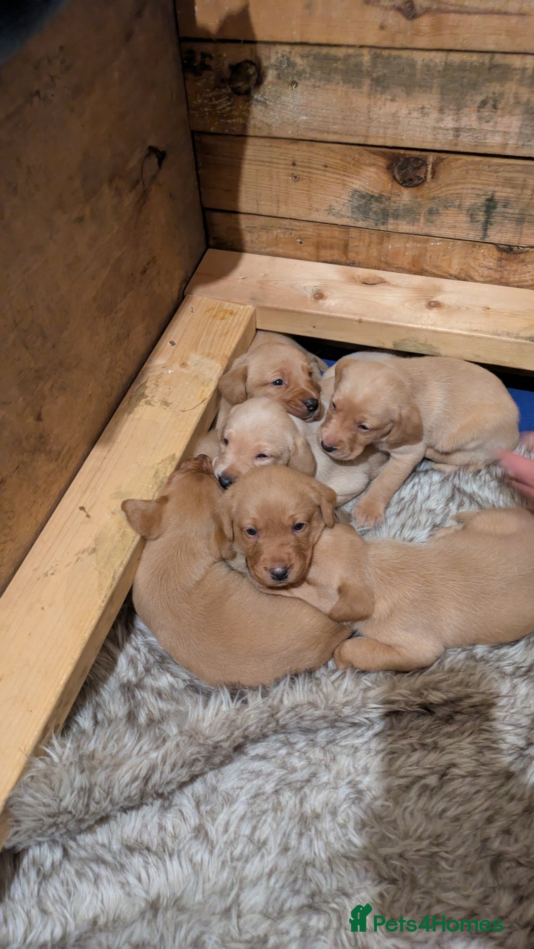 Labrador Retriever dogs for sale: Fox red Labrador puppies for sale - Image 4