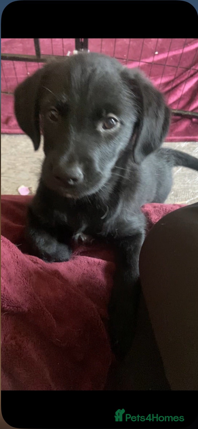 Mixed Breed dogs LAST GORGEOUS GIRL Ready to leave today! 🐾” - Advert 1