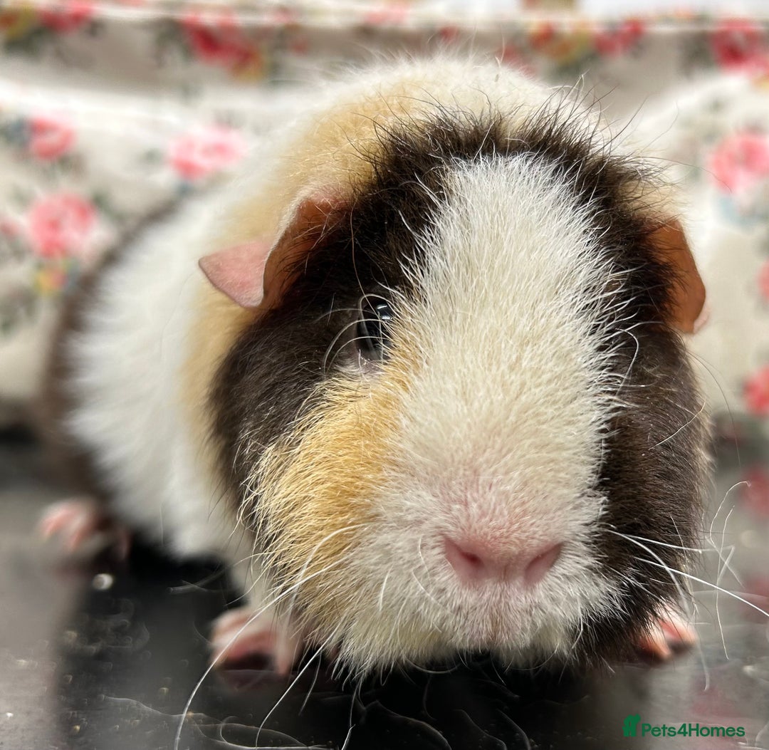 Guinea Pig rodents for sale: Teddy Guinea Pigs Available  - Advert 5