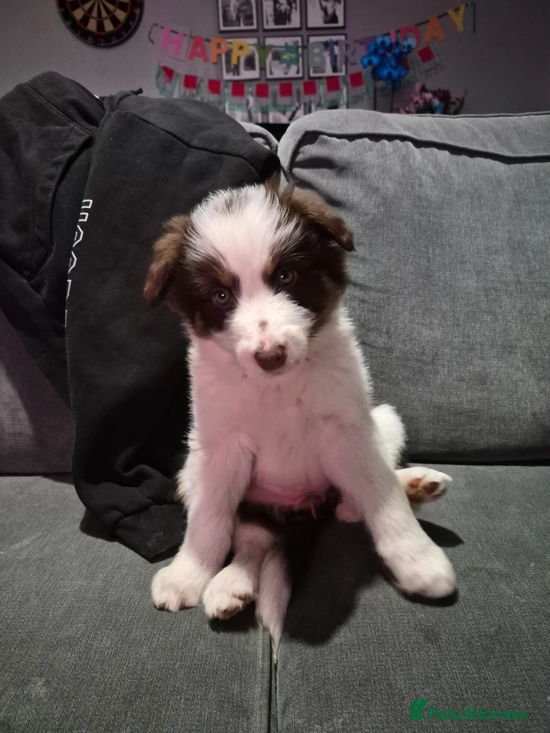 Mixed Breed dogs for sale: Puppy - Advert 1
