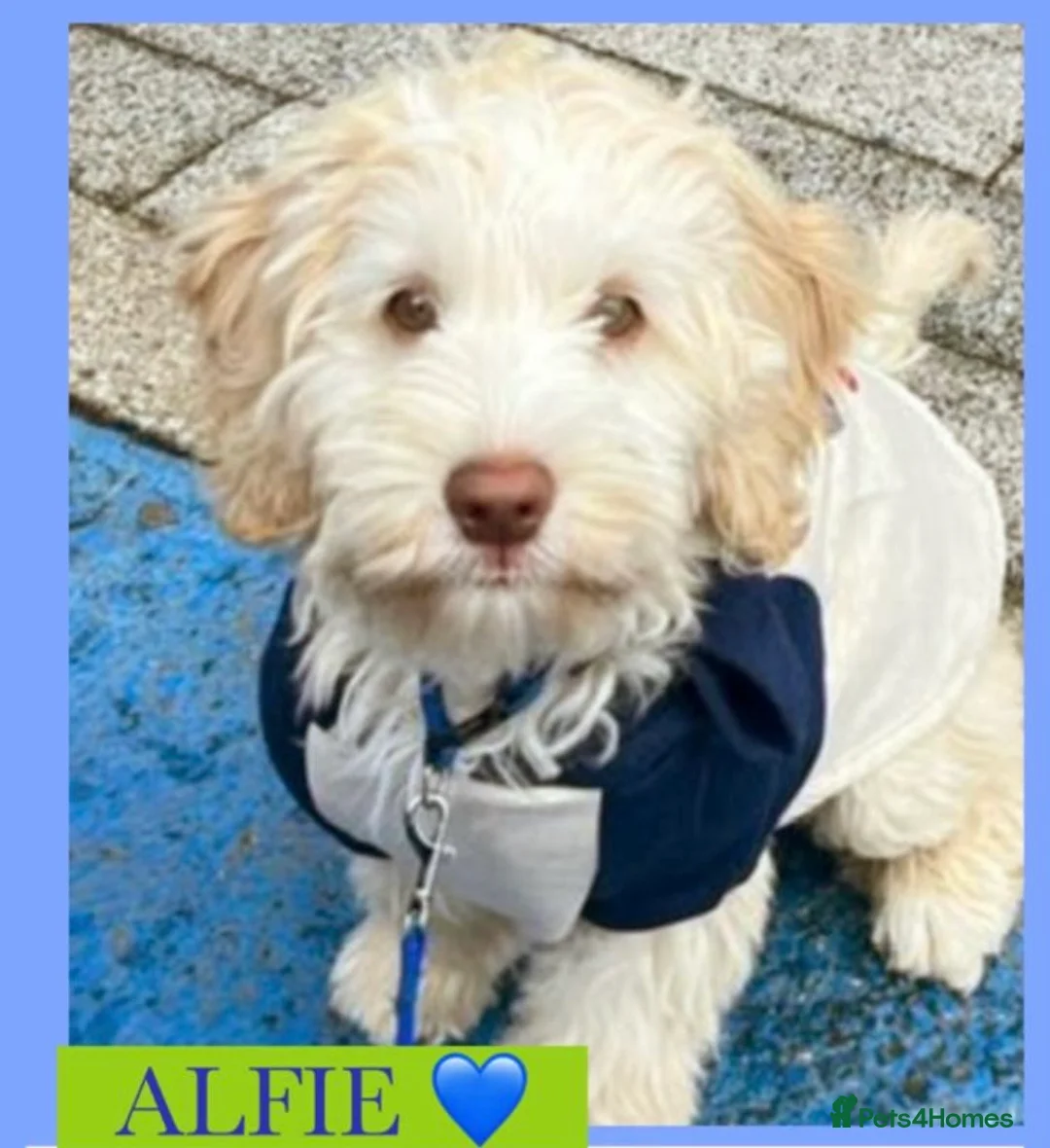 Australian Labradoodle dogs for stud: Handsome Proven Australian Labradoodle Stud 🌟 - Advert 2