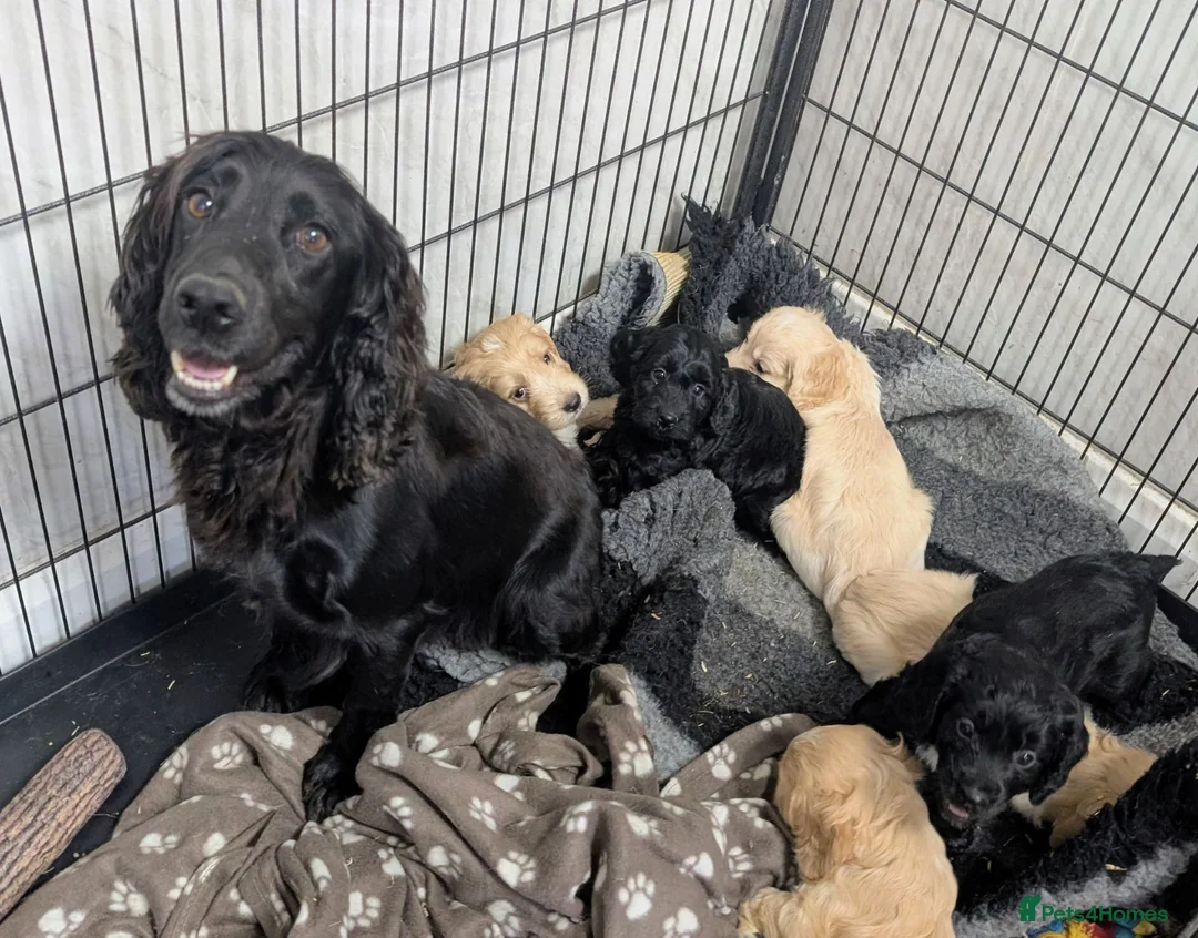 Cockapoo dogs for sale: Licensed breeder, health tested F1 cockapoos - Advert 40