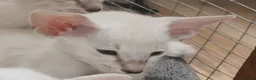 Siamese cats for sale: Siamese Kittens for sale - Advert 13