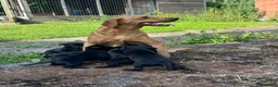 Mixed Breed dogs for sale: 5 week old whippador puppies  - Advert 1