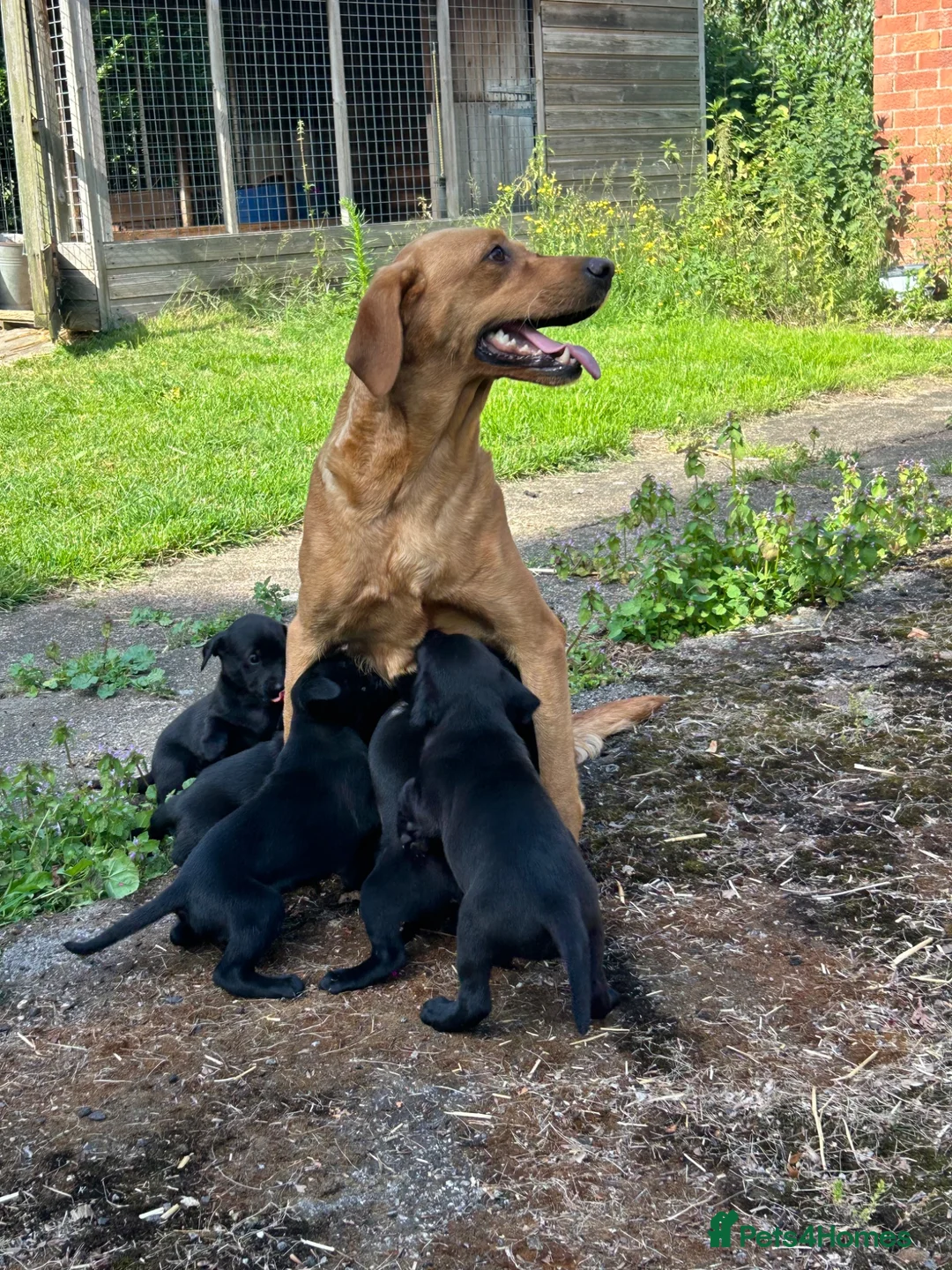 Mixed Breed dogs for sale: 5 week old whippador puppies  - Advert 1