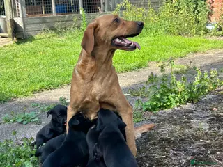 Mixed Breed dogs 5 week old whippador puppies - Advert 11