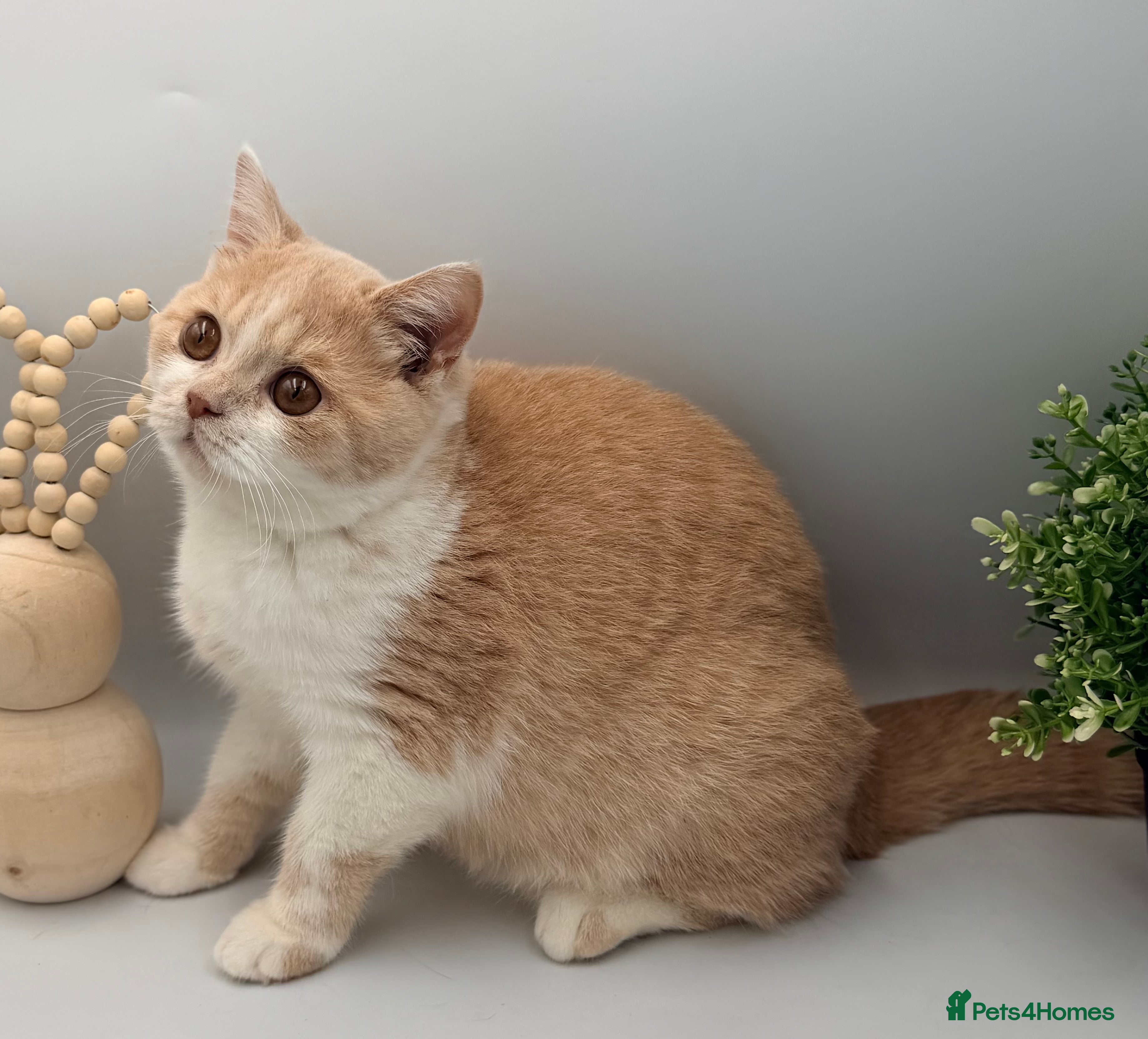 British Shorthair cats PEDIGREE REGISTERED CHUNKY BRITISH SHORTHAIRS - Advert 14